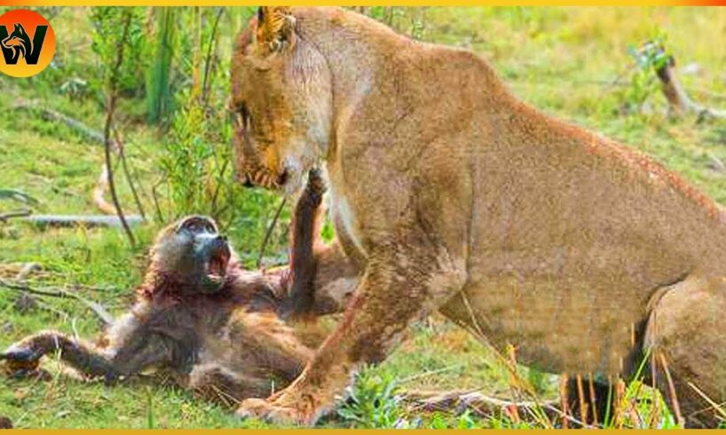 15 Crazy Moments! Lion Family's Big Mistake in Baboon Territory | Animal Fight