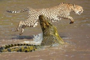 15 Crocodiles That Strike Their Prey in the Wild Part 2 | Animal Fights