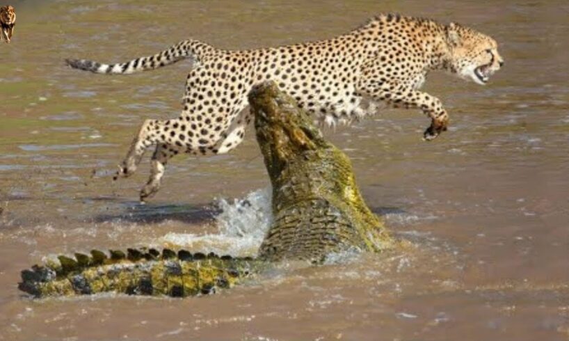 15 Crocodiles That Strike Their Prey in the Wild Part 2 | Animal Fights