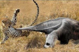 15 Incredible Moments! Crazy Anteater Easily Defeats the Leopard to Its Long Beak 2 | Animal Fights