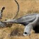 15 Incredible Moments! Crazy Anteater Easily Defeats the Leopard to Its Long Beak 2 | Animal Fights