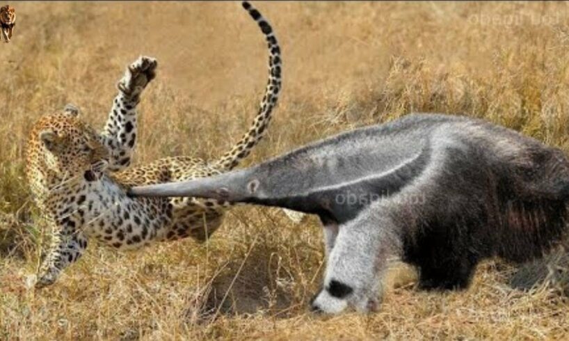 15 Incredible Moments! Crazy Anteater Easily Defeats the Leopard to Its Long Beak 2 | Animal Fights