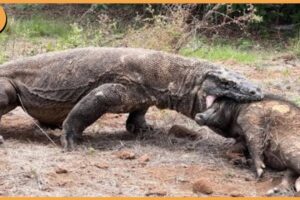 15 Komodo Dragons Swallowing Animals