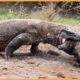 15 Komodo Dragons Swallowing Animals