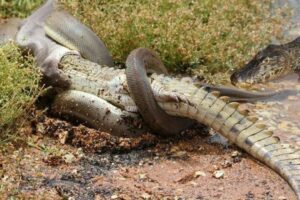 15 Moments Snakes Mercilessly Paralyze Every Animal In The Wild Part 1 | Animal Fights