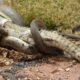 15 Moments Snakes Mercilessly Paralyze Every Animal In The Wild Part 1 | Animal Fights