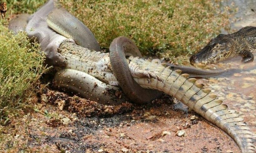 15 Moments Snakes Mercilessly Paralyze Every Animal In The Wild Part 1 | Animal Fights