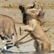 15 Scary Moments When Deadly Horns Crush Predators | Animal Fights