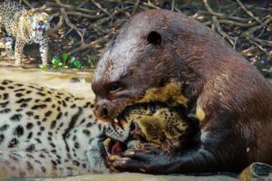 15 Surprise Moments When Otters Go Up Against Their Biggest Predators Part 2 | Animal Fight