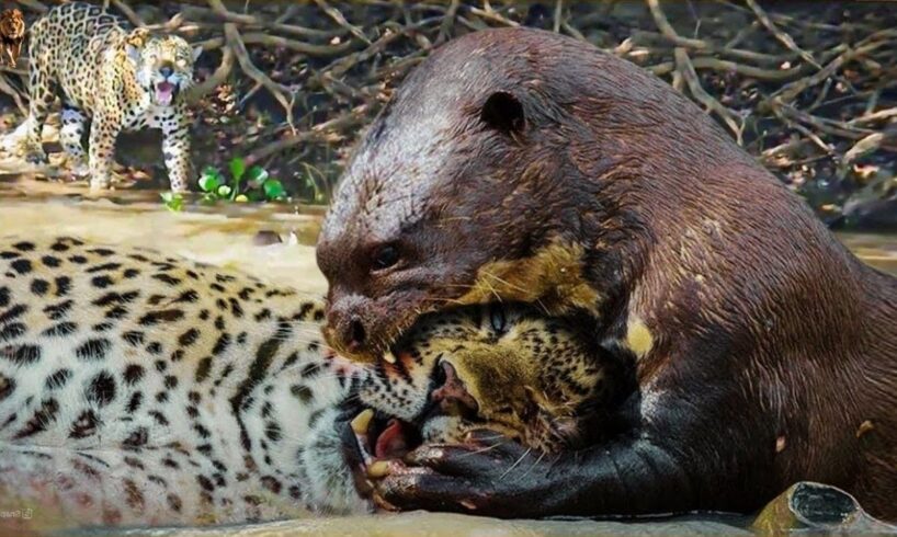 15 Surprise Moments When Otters Go Up Against Their Biggest Predators Part 2 | Animal Fight