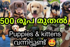 1500💥 രൂപ മുതൽ അടിപൊളി PETS | Cute puppies and kittens for Sale In Kerela | PETS POINT