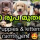 1500💥 രൂപ മുതൽ അടിപൊളി PETS | Cute puppies and kittens for Sale In Kerela | PETS POINT