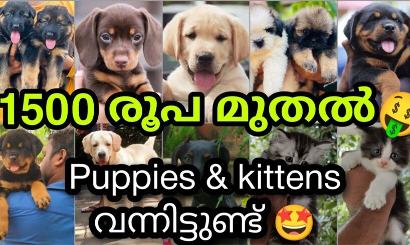 1500💥 രൂപ മുതൽ അടിപൊളി PETS | Cute puppies and kittens for Sale In Kerela | PETS POINT