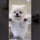 cute puppies funny moment cute overload #hellomochi #shorts #dog #funnydogs #funnyanimals #bichon