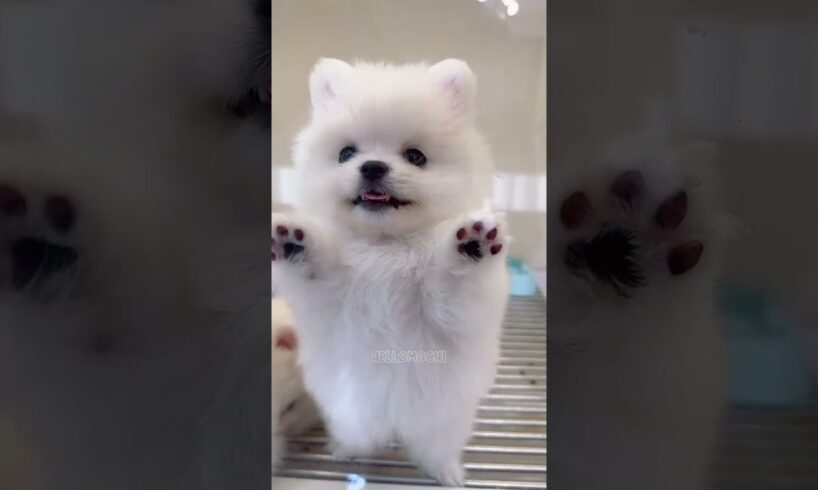 cute puppies funny moment cute overload #hellomochi #shorts #dog #funnydogs #funnyanimals #bichon