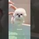 cute puppies funny moment cute overload #hellomochi #shorts #dog #funnydogs #funnyanimals #bichon