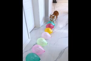 Cute Puppies 🥰♥ super funny Corgi ♥ #shorts #2024