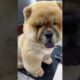 Cute Dog Collection, The World’s Cutest Puppies #dog #puppies #puppy #video #cute #cutest