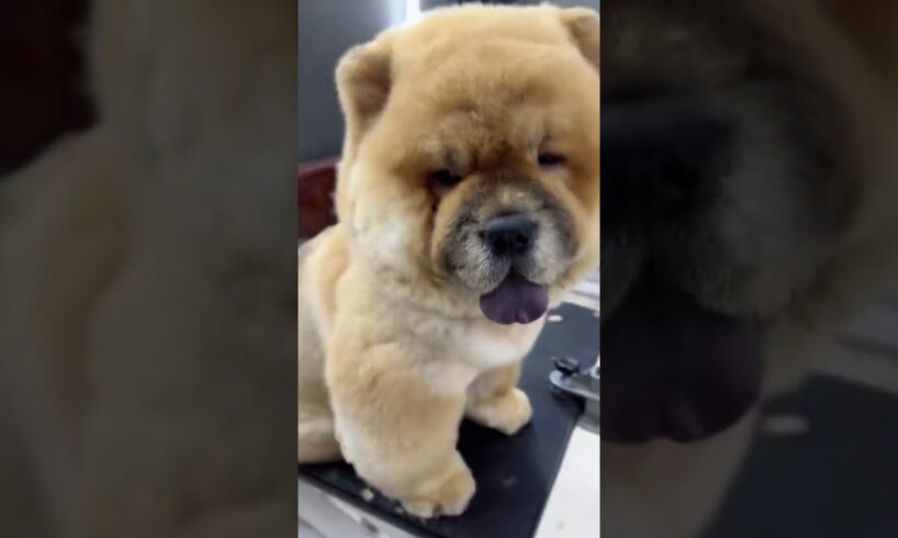 Cute Dog Collection, The World’s Cutest Puppies #dog #puppies #puppy #video #cute #cutest