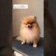 Cute Dog Collection, The World’s Cutest Puppies #dog #puppies #puppy #video #cute #cutest