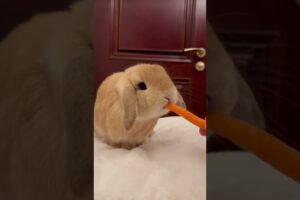 Cute animals playing #animals #funnyanimals #animalclips