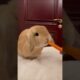 Cute animals playing #animals #funnyanimals #animalclips