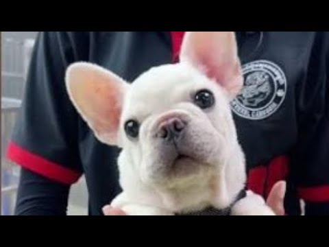 Cute Dog Collection, The World’s Cutest Puppies #dog #puppies #puppy #video #cute #cutest