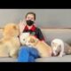 Cute Dog Collection, The World’s Cutest Puppies #dog #puppies #puppy #video #cute #cutest