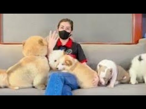 Cute Dog Collection, The World’s Cutest Puppies #dog #puppies #puppy #video #cute #cutest