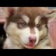 Cute Dog Collection, The World’s Cutest Puppies #dog #puppies #puppy #video #cute #cutest