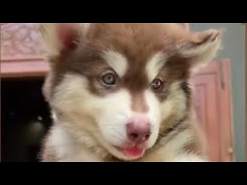 Cute Dog Collection, The World’s Cutest Puppies #dog #puppies #puppy #video #cute #cutest