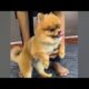 Cute Dog Collection, The World’s Cutest Puppies #dog #puppies #puppy #video #cute #cutest