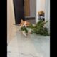 Cute Puppies 🥰♥ super funny Corgi ♥ #shorts #2024