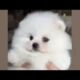 Cute Dog Collection, The World’s Cutest Puppies #dog #puppies #puppy #video #cute #cutest