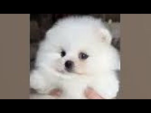 Cute Dog Collection, The World’s Cutest Puppies #dog #puppies #puppy #video #cute #cutest