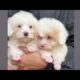 Cute Dog Collection, The World’s Cutest Puppies #dog #puppies #puppy #video #cute #cutest