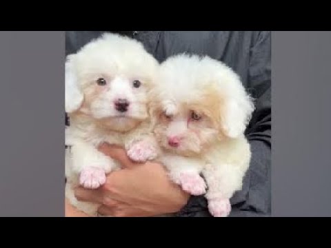 Cute Dog Collection, The World’s Cutest Puppies #dog #puppies #puppy #video #cute #cutest