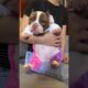 Cute Dog Collection, The World’s Cutest Puppies #dog #puppies #puppy #video #cute #cutest