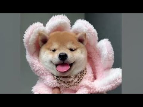 Cute Dog Collection, The World’s Cutest Puppies #dog #puppies #puppy #video #cute #cutest