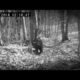 2 Hour Compilation of Creepiest Things Caught on Trail Cameras