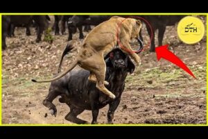 20 Buffalo vs Lion Fights: Epic Survival Moments | Animal Fight