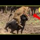 20 Buffalo vs Lion Fights: Epic Survival Moments | Animal Fight