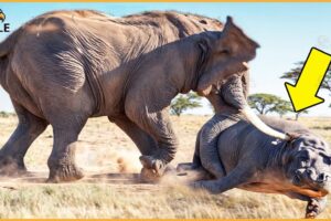 20 Crazy Moments Elephants Attack Hippos and Other Animals Without Mercy! | Animal Fight