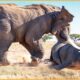 20 Crazy Moments Elephants Attack Hippos and Other Animals Without Mercy! | Animal Fight