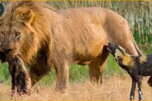 20 Most Ruthless Lion Attacks Ever Recorded! Wild Animals