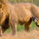 20 Most Ruthless Lion Attacks Ever Recorded! Wild Animals