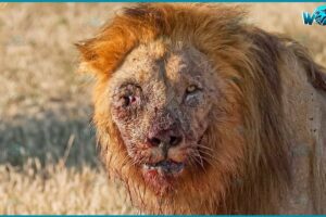 20 Terrifying Moments, Injured Lion Continuously Living in Pain | Animal Fights