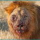 20 Terrifying Moments, Injured Lion Continuously Living in Pain | Animal Fights