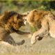 30 Moments Male Lion Fight To The Last Breath | Greatest Animal Fight