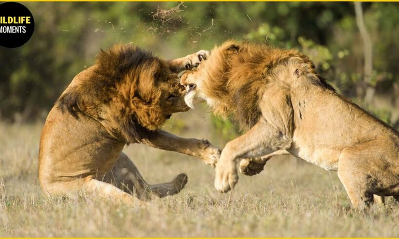 30 Moments Male Lion Fight To The Last Breath | Greatest Animal Fight